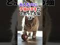 家の子は当てはまる？子猫気分が抜けない猫の特徴 #人類ねこ同盟 #子猫 #猫#猫のきもち