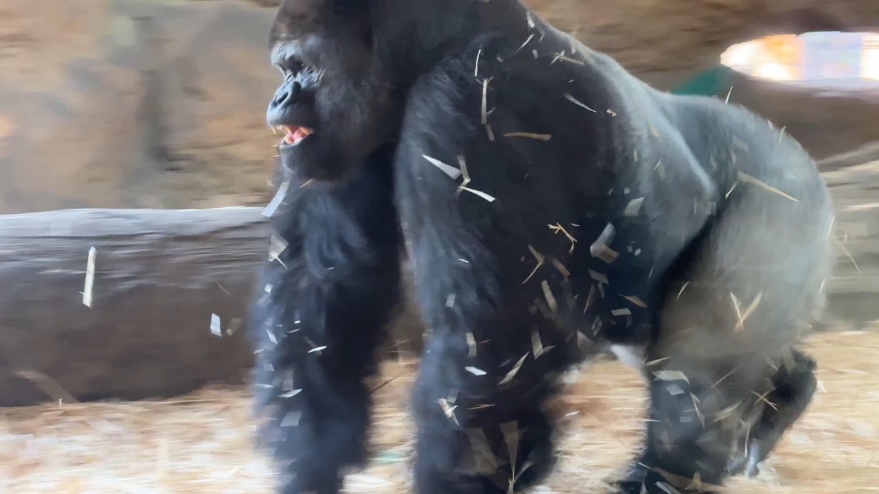 gorlla パパに怒られるリキ【2025年‎3月25日】【上野動物園】ゴリラ