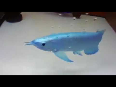 Video Cá Rồng xanh nước biển cực hiếm - Arowana Light Blue... - youtube