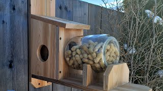 $9 Squirrel Feeder full build