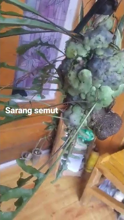 lecanopteris (sarang semut)