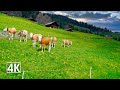 Switzerland 🇨🇭 relaxed scenic walk in Swiss country side, Jaunpass