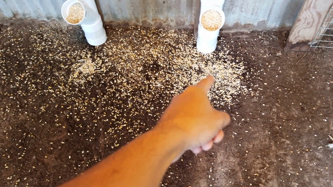 DIY PVC Chicken Feeders YouTube