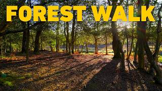 Walking Through an English Woodland in Golden Morning Light