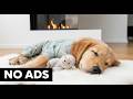 Deep Sleep Music for Dogs 🐶 12 Hour Calming Anxiety Relief (No Ads)