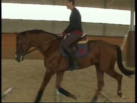 საცხენოსნო სპორტი საქართველოში