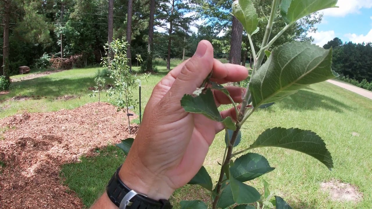 Permaculture Mississippi Food Forest Apple Tree Tour.