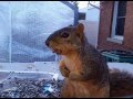 Squirrel Freezes Like Statue With Nuts in Her Mouth for No Apparent Reason