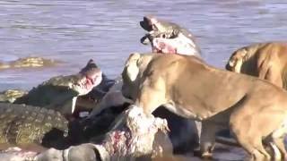Африка! Львы атакуют крокодила!