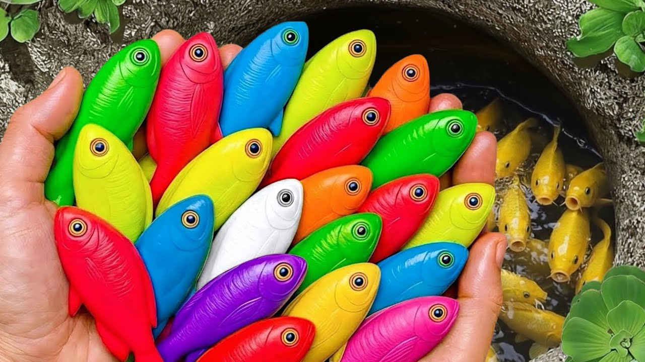 Catch Colorful aquarium fish in small pond baby turtles, molly fish, Koi, guppies, Frog, Man Fish