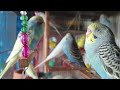 Chirping of my beautiful Budgies. 😍🥰