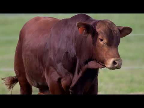 LOTE 57  BASCO CAÑONAZO F4182