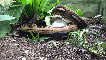 A timelapse of my Reticulated Python swallowing a rabbit