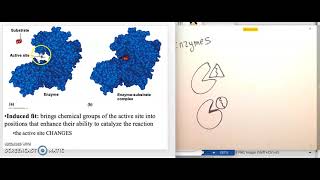Chapter 8 Enzymes