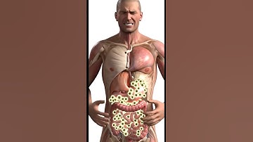 What Really Happens Inside Your Body After Eating Pizza 🍕 | Realistic 3D Digestive System Animation