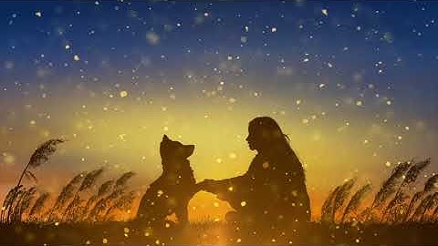 [NO ADS] Music for Dogs: Relaxation Tones to Calm Anxiety & Stress!