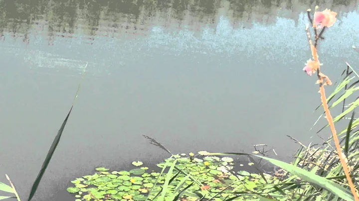 Nature and its carp in freedom