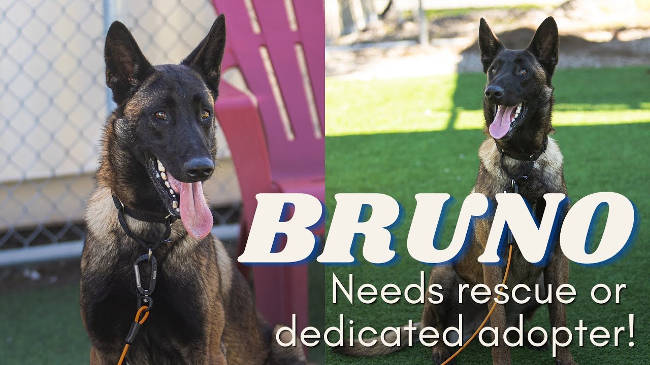 Rescue or experienced adopter needed for highly stressed 2yo Malinois ...