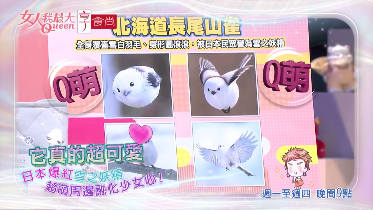 日本雪之妖精 超萌登場! #女人我最大 20260907(預告) 縮圖