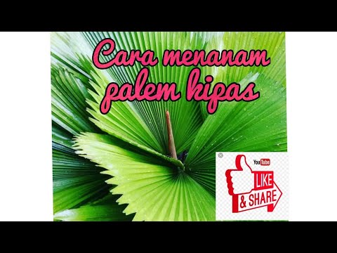 Video: Bagaimanakah anda menanam pokok abu Tex kipas?