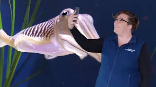 Fast Ocean Facts — A Quick Cuttlefish Photo Tip