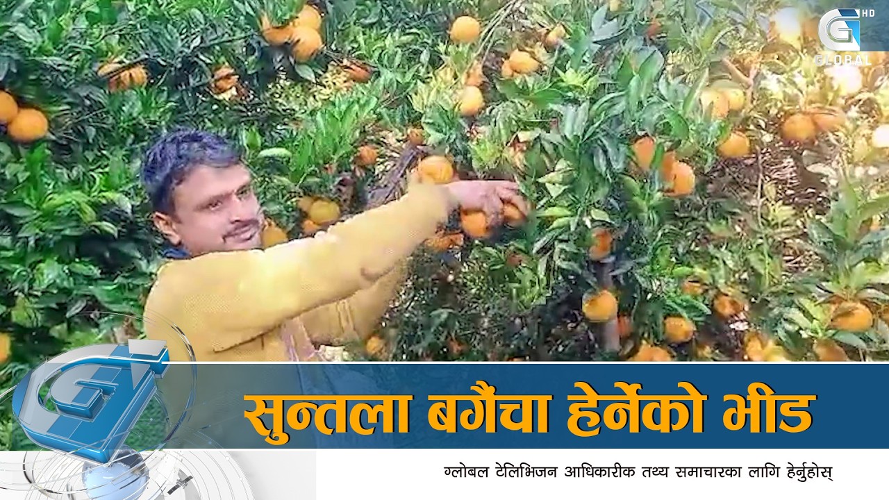 अर्घाखाँचीका सुन्तलाको स्वाद, फेरिएको कृषकको अनुहार र आयस्रोत | Global Report