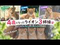 4歳の誕生日を迎えた旭山動物園のライオン3姉妹🦁💕それぞれの今、そして3頭で過ごした大切な日々