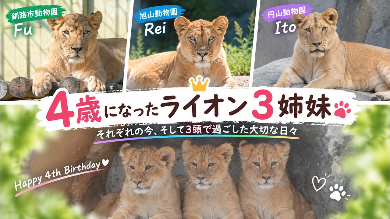 4th Birthday of Asahiyama Zoo's Lion Sisters 🦁💕 Their Lives