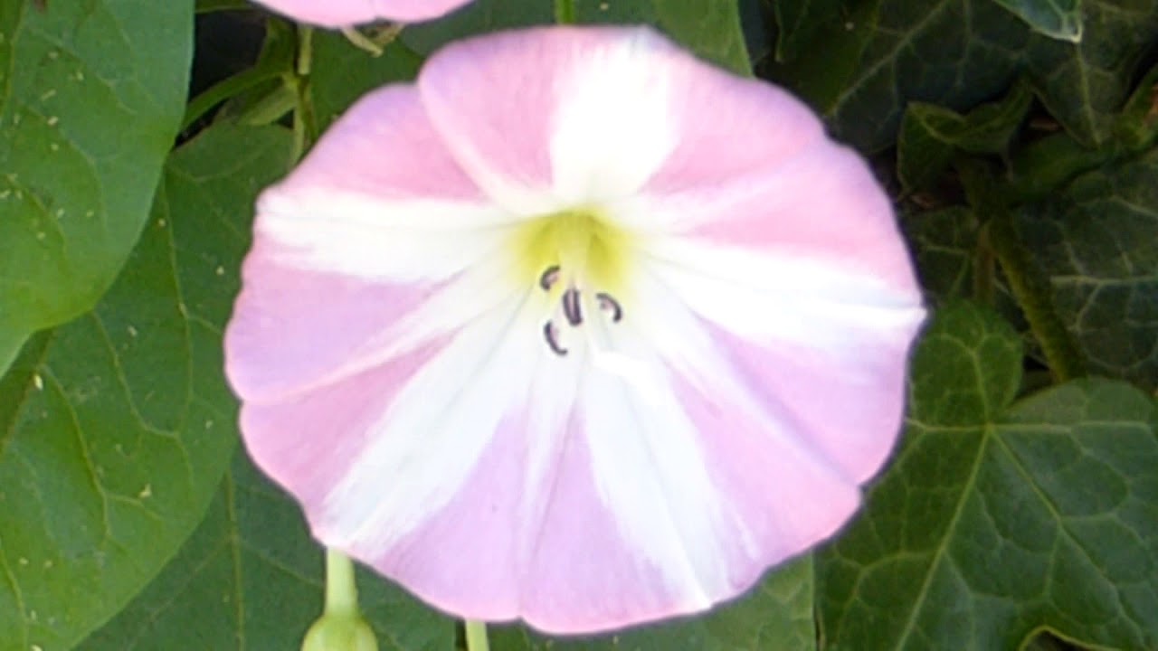 Field bindweed  - Convolvulus arvensis - Vafningsklukka - Villiplanta - Sumarblóm