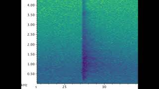 Right Whale "Gunshot" Single With Spectrogram