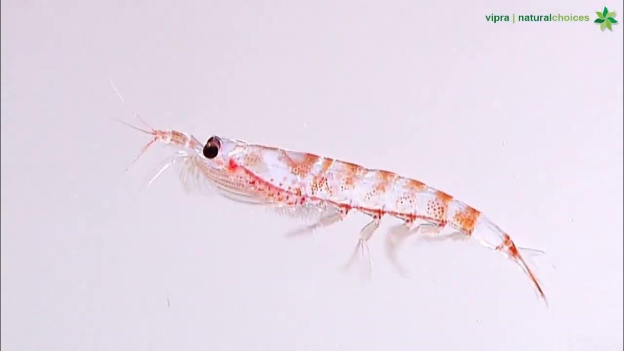 AntarcticRed Omega3 Krill Oil Sustainable Harvesting & Remarkable