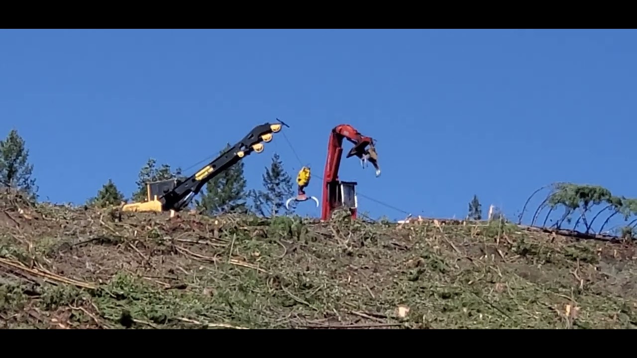 The trees are down.  Equipment operators are using the machinery to Hall stack and load the logs.