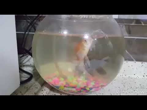 فيديو: كيفية تغيير الماء في حوض السمك الصغير