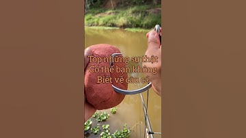 Top những sự thật có thể bạn chưa biết về câu cá ( phần 1 )