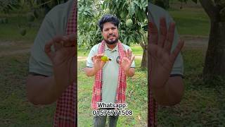 ছোট সাইজের হিমসাগর আম