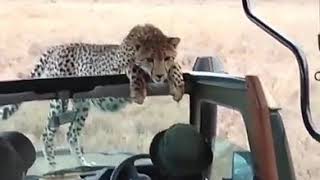 Close encounters safari  - Africa (Tanzania)