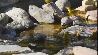 Yellow warblers, Wilson's warbler