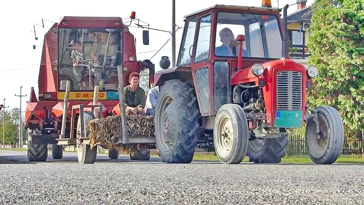 Vršaj  kukuruza u  Mačvanskom ataru, žene nam ne trebaju