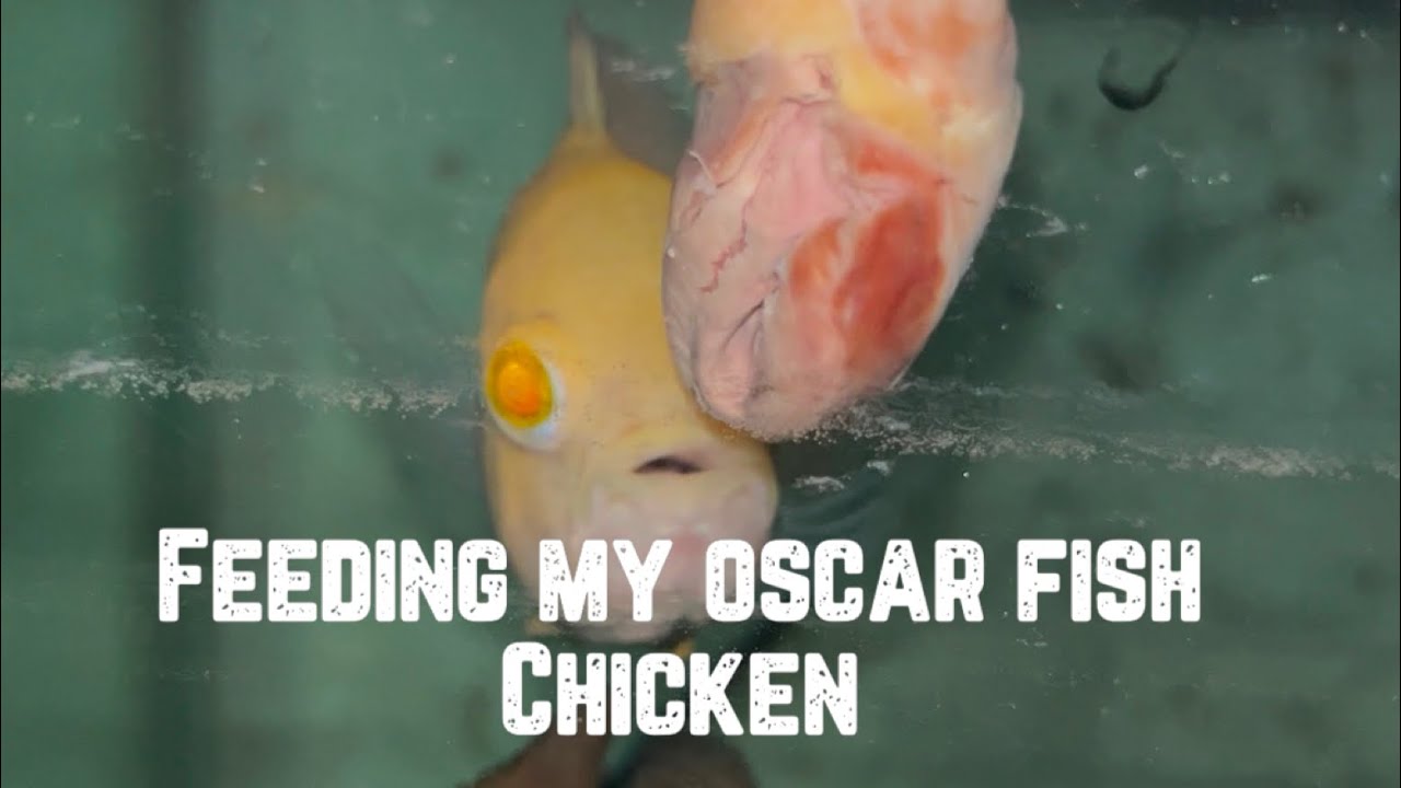 hand-feeding-my-oscar-fish-chicken-feeding-chicken-to-oscar-fish-oscar