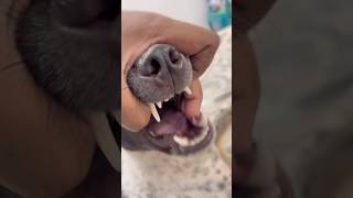 Disturbed Dog 🤟 #shorts