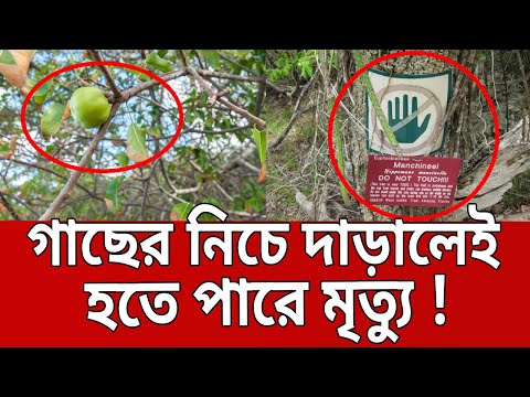 ভিডিও: মানচিনিল গাছ: যেখানে এটি বৃদ্ধি পায়, বিষের বৈশিষ্ট্য, উপকারিতা এবং ক্ষতি