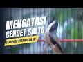 Panduan Lengkap Mengatasi Cendet Bundas: Pulihkan Kicau dan Semangatnya