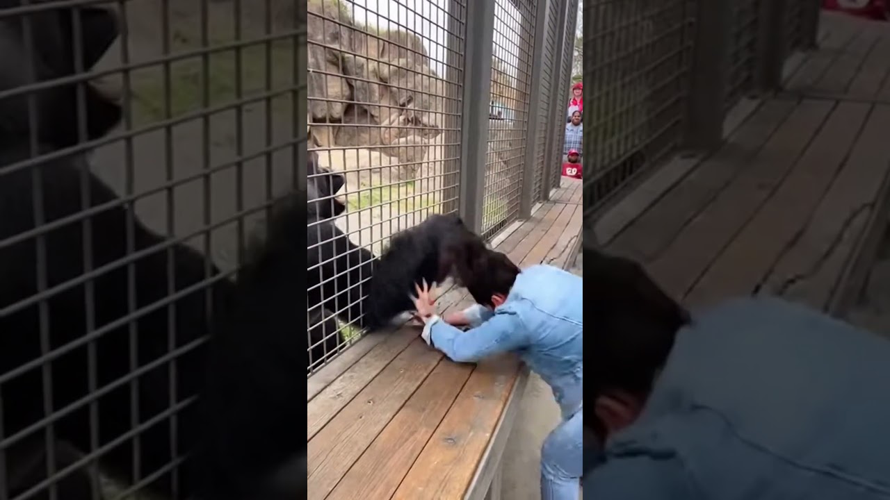 Zoo Showdown: Lady Takes on Gorilla in Epic Hand Wrestling Match! 🐒💪 