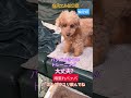 #トイプードル #シニア犬
