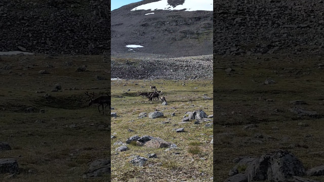 Reindeer grazing at the foot of Durlings Led 