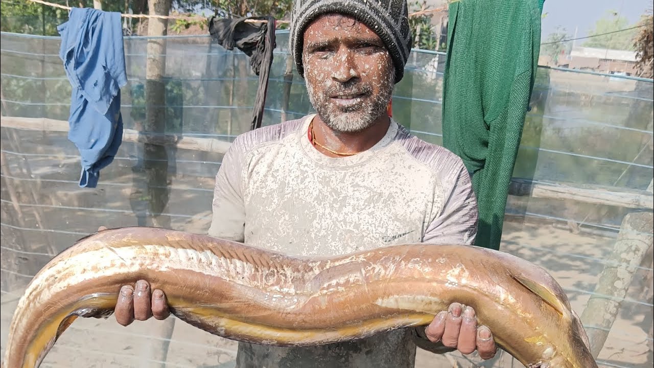 মাছটির ওজন ৬ কেজি। রান্না করবো বগি মাছের ঝোল,চুনো মাছের টক Bogi 6 kg ...