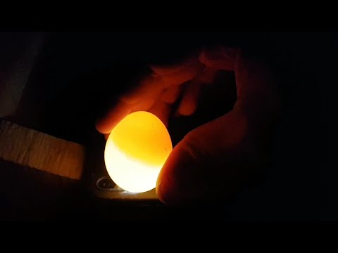 Video: Döllenmiş Yumurta Tavukta Nasıl Görünür?