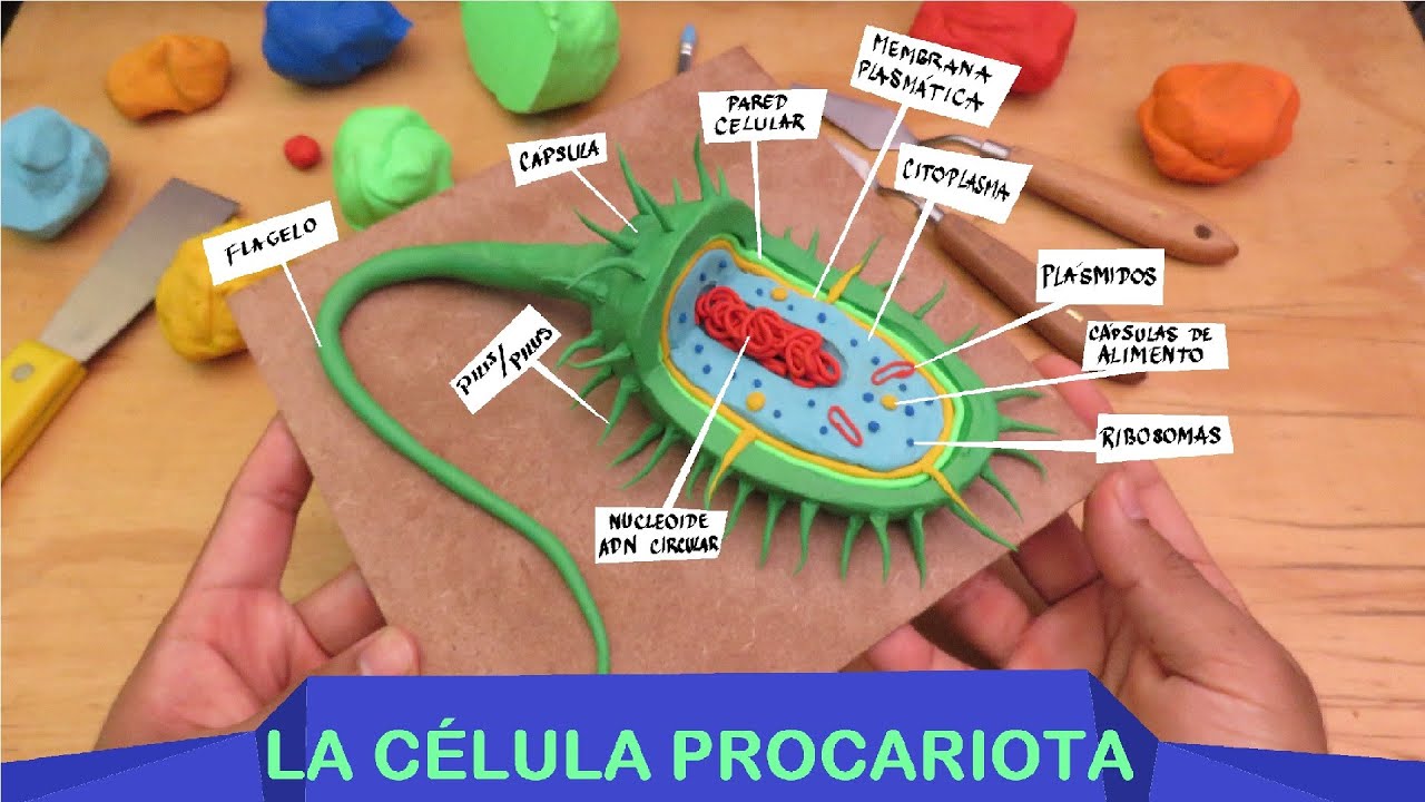 Aprender a hacer la Célula Procariota en plastilina paso a paso - YouTube