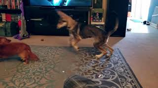 Tamaskan Puppy Plays With Dachshund