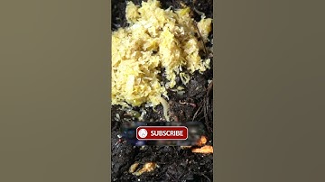 Flies and Mites in your Worm Bin: Quick Tip 2023